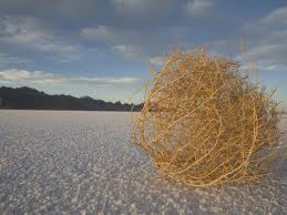 tumbleweed.jpg
