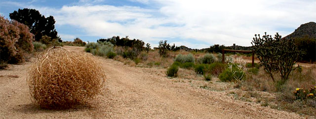 tumbleweed.jpg