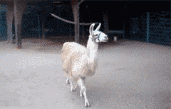 tumblr_lu035zuful1r5jtugo1_250.gif
