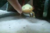 tumblr_lxogm1stFc1qe175ao1_250.gif