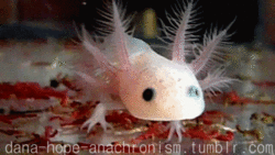 tumblr_lxpf4v1E9F1qesyv1o2_250.gif