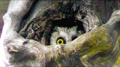 tumblr_mb4ea6Qte91qhh8zy.gif