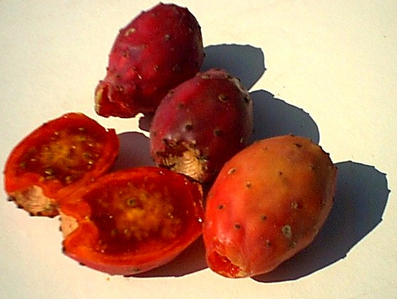 tunas1117.JPG