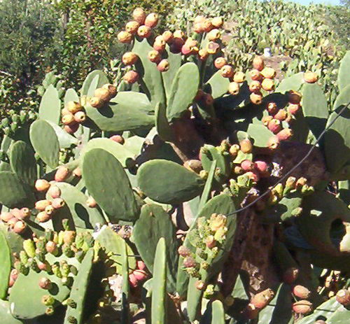 tunas_1.jpg