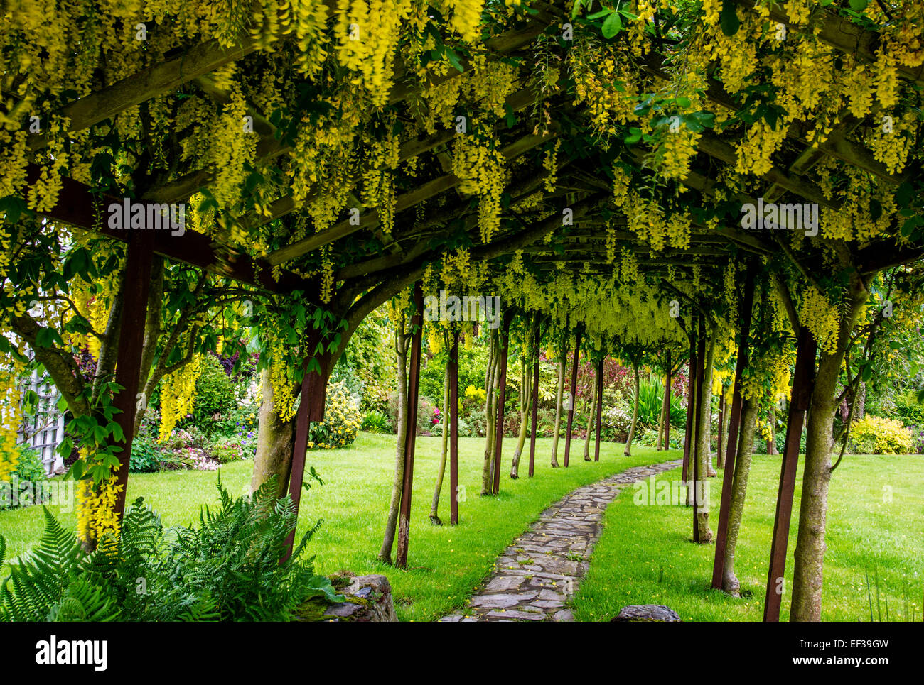 tunel-laburnum-gwaelod-mawr-jardin-anglesey-ef39gw.jpg