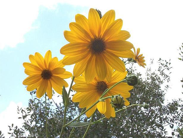 tupinamboflor1.jpg