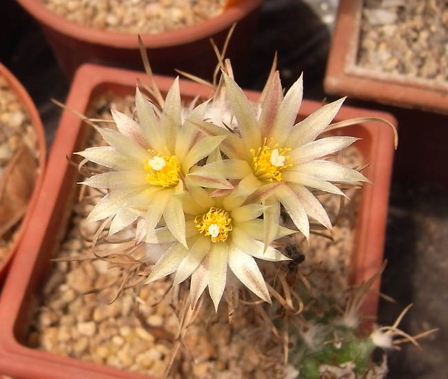 Turbi_flaviflorus1b-1.jpg