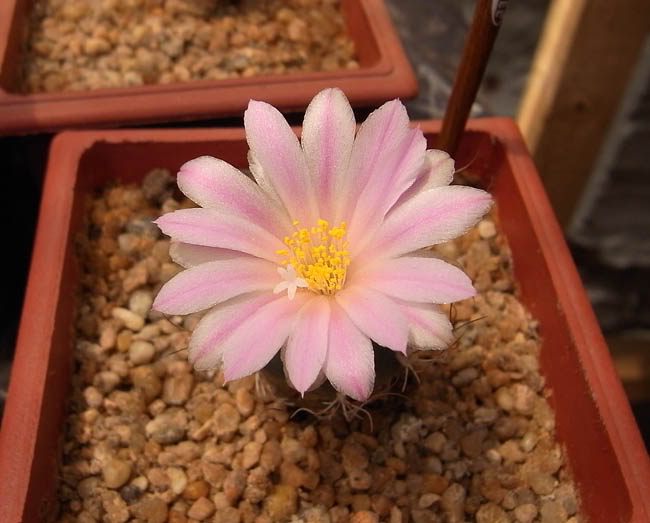Turbinicarpus-1.jpg