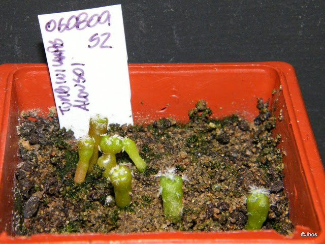 Turbinicarpus%20Alonsoi%20052%2020091126.jpg