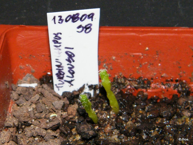 Turbinicarpus%20Alonsoi%20058%2020091126.jpg