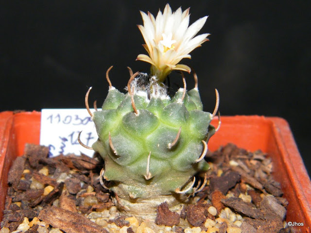 Turbinicarpus%20klinkerianus%20127%2020091124%20019.jpg