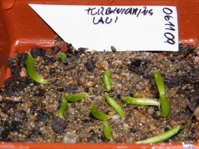 Turbinicarpus%20Laui%2020091126.jpg
