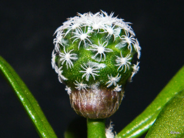 Turbinicarpus%20Laui%2020100204.jpg