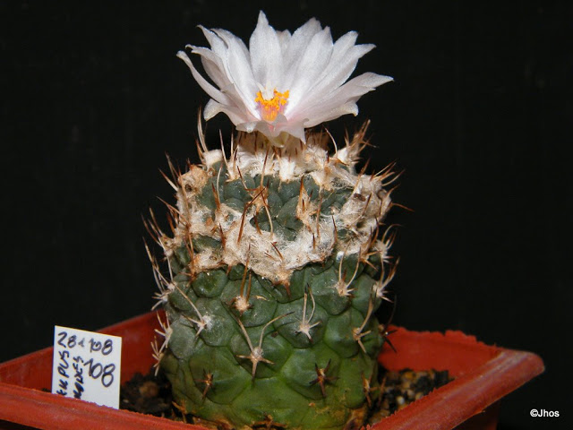 Turbinicarpus%20Lophophoroides%20108%2020091214%20001.jpg