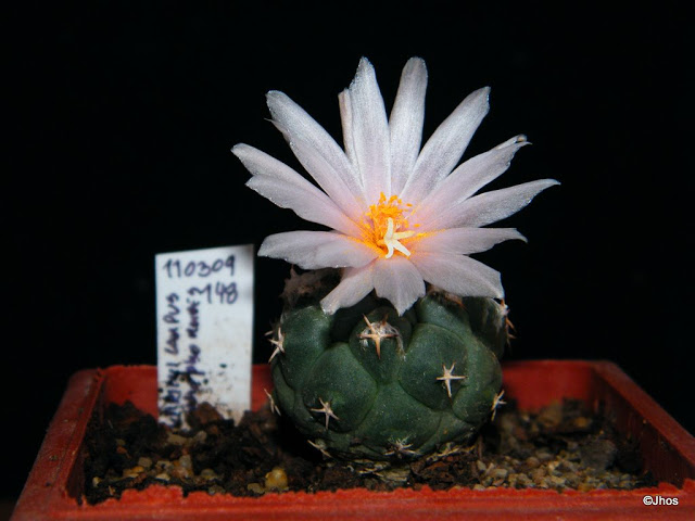 Turbinicarpus%20Lophophoroides%20148%2020100120.jpg