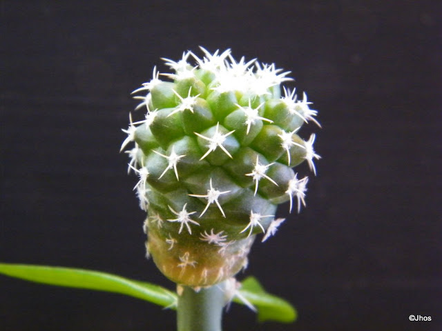Turbinicarpus%20Lophophoroides%2020091017%20037.jpg