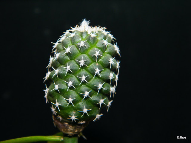 Turbinicarpus%20Lophophoroides%2020091217%20001.jpg