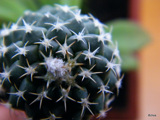 Turbinicarpus%20Lophophoroides%2020091217%20002.jpg