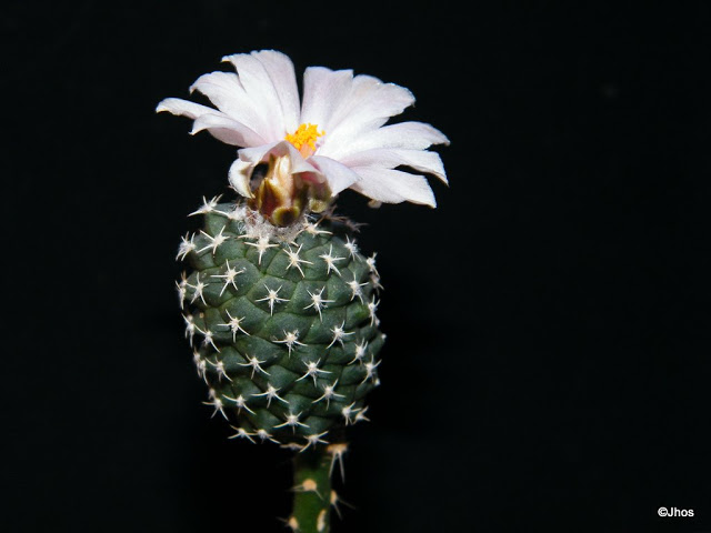 Turbinicarpus%20Lophophoroides%2020100117%20008.jpg