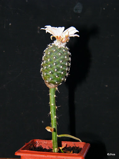 Turbinicarpus%20Lophophoroides%2020100117%20010.jpg