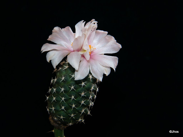 Turbinicarpus%20Lophophoroides%2020100124%20001.jpg