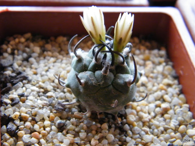 Turbinicarpus%20Polaski%2020090915.jpg