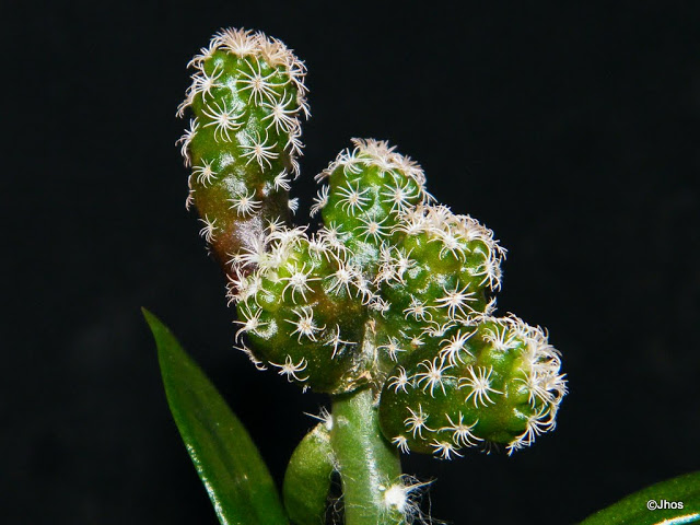 Turbinicarpus%20pseudomacrolele%20002%2020100330%20143.jpg
