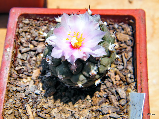 Turbinicarpus%2520lophophoroides%252020111127%2520008.JPG