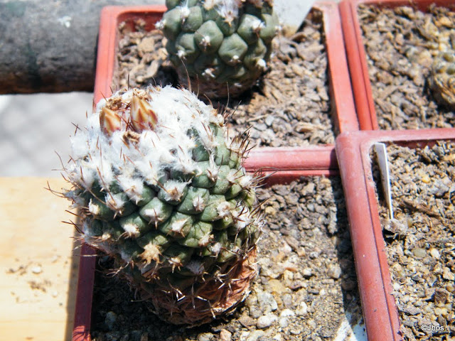 Turbinicarpus%2520lophophoroides%252020111127%2520015.JPG
