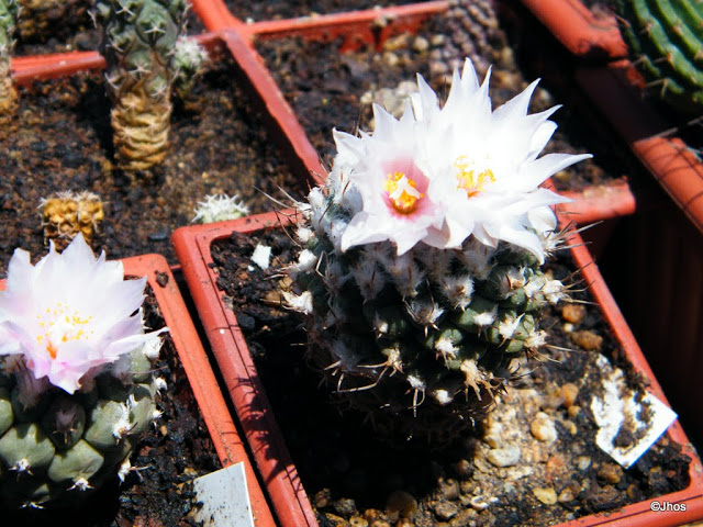 Turbinicarpus%2520lophophoroides%252020111127%2520020.JPG