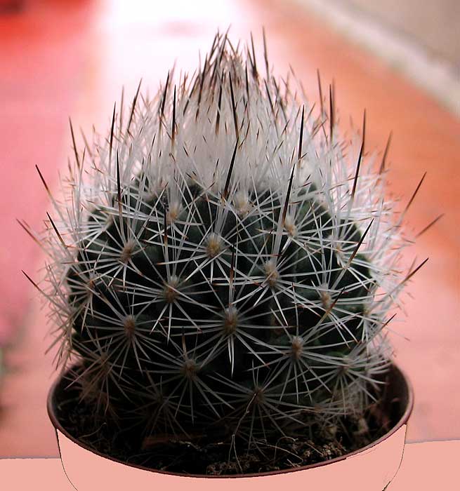 turbinicarpus.jpg