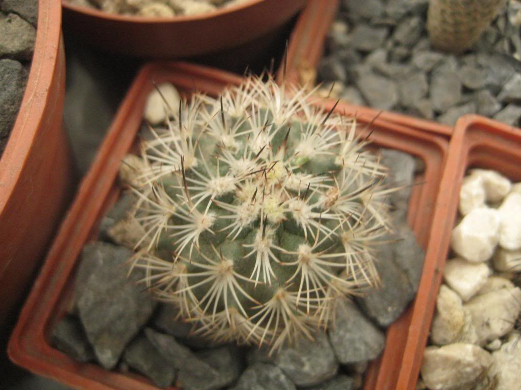 turbinicarpusbeguinii.jpg