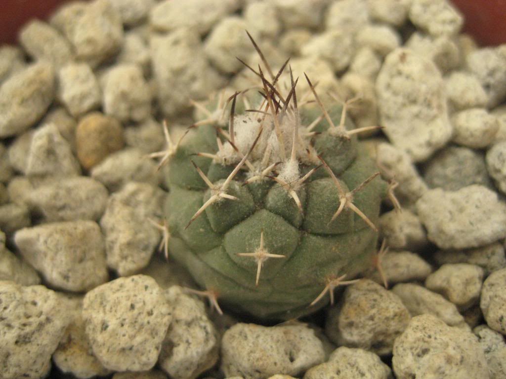 turbinicarpuslophophoroides.jpg