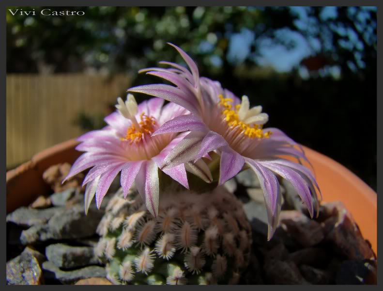 Turbinicarpuspseudopectinatus14.jpg