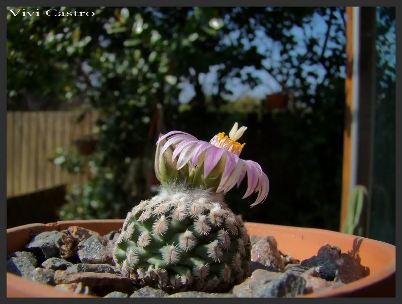 Turbinicarpuspseudopectinatus2.jpg