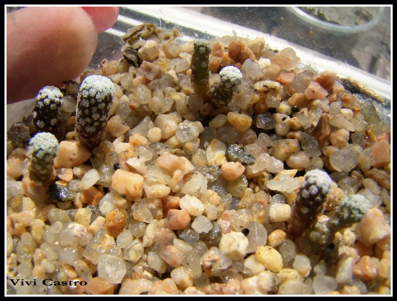 Turbinicarpuspseudopectinatus22-12-2010.jpg