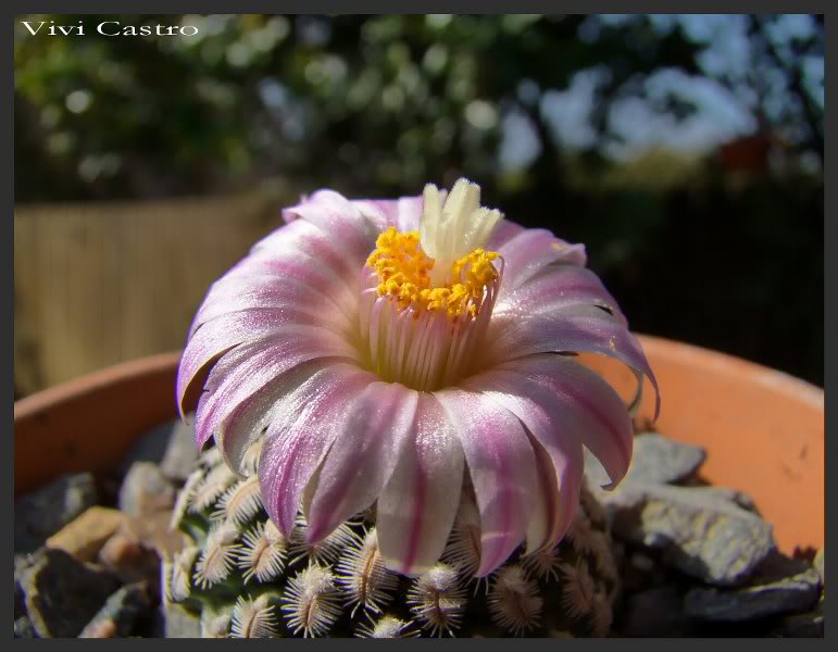 Turbinicarpuspseudopectinatus3.jpg