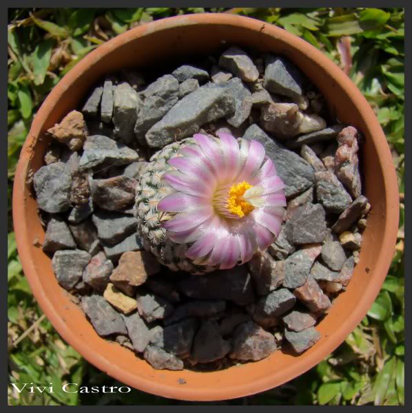 Turbinicarpuspseudopectinatus4.jpg