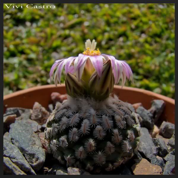 Turbinicarpuspseudopectinatus5.jpg