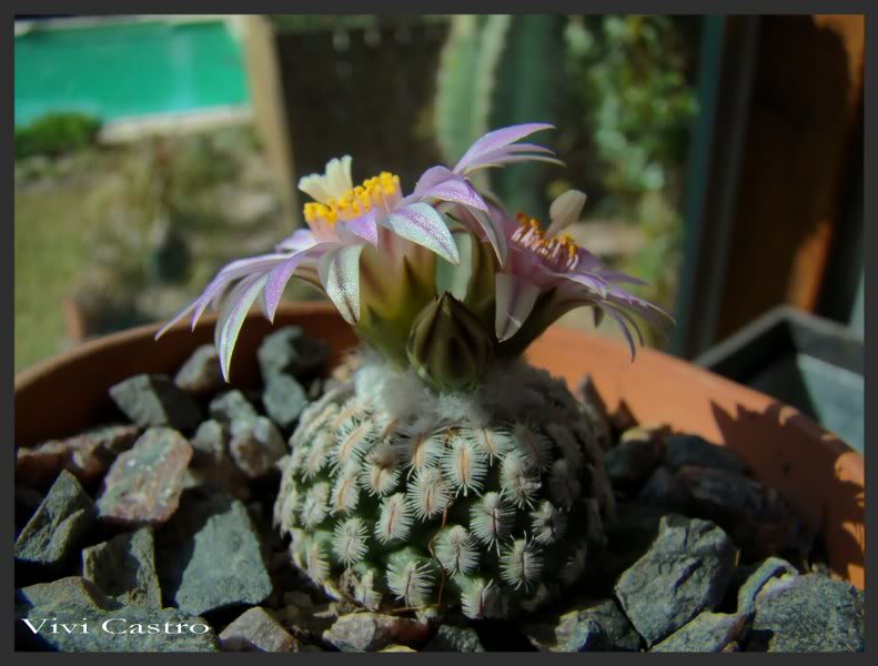 Turbinicarpuspseudopectinatus8.jpg