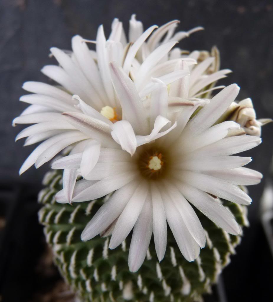 Turbinicarpuspseudopectinatusinermisalbiflorus04_zps5ec7a4da.jpg