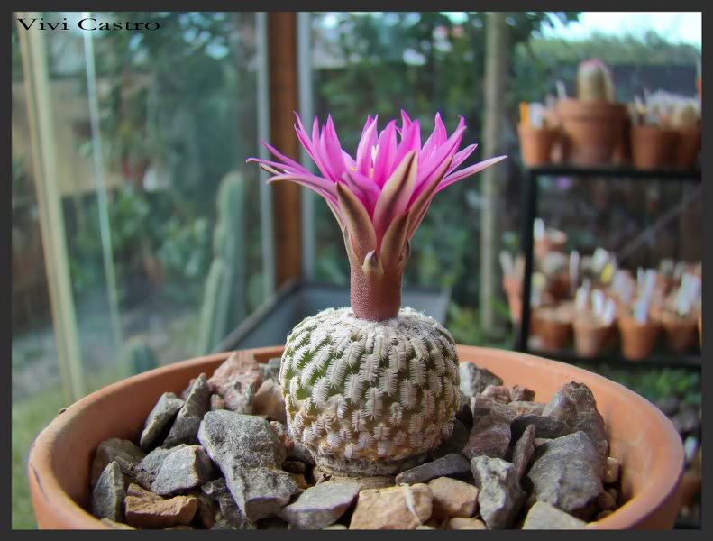 Turbinicarpuspseudopectinatusrubriflorus2.jpg
