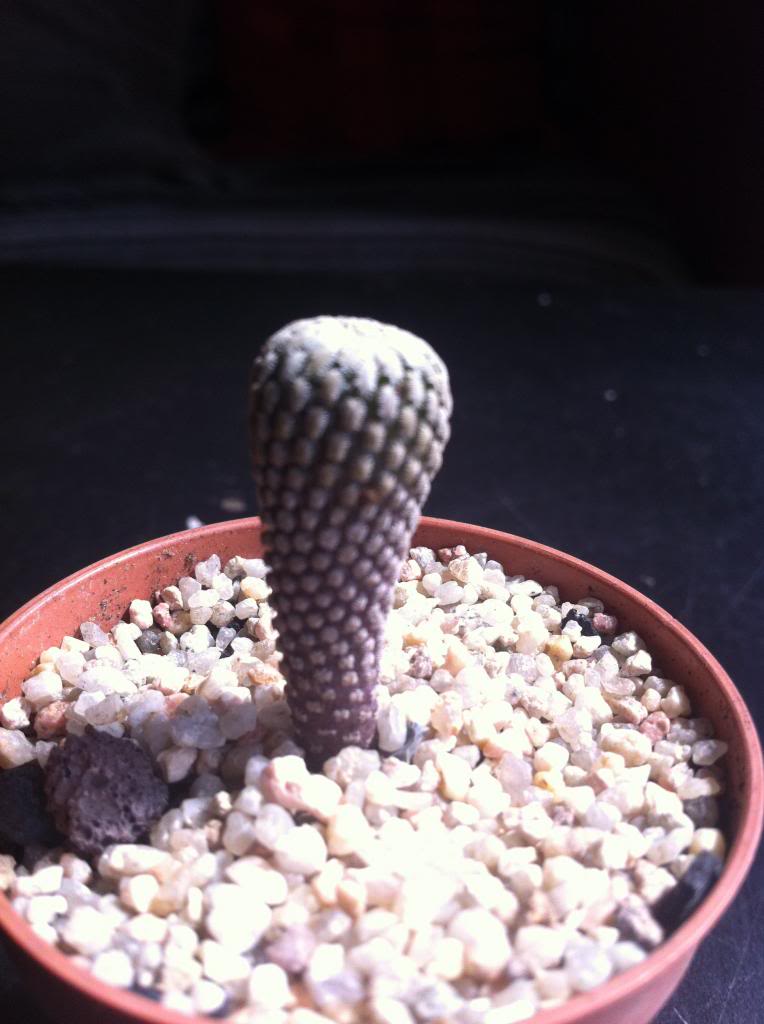 turbinicarpuspseudopectinatusrubriflorus2_zps8031b17f.jpg