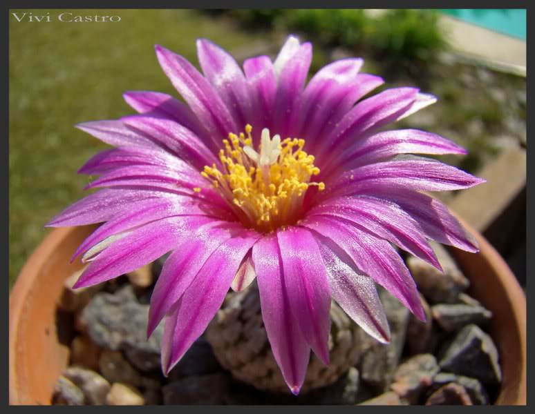 Turbinicarpuspseudopectinatusrubriflorus8.jpg