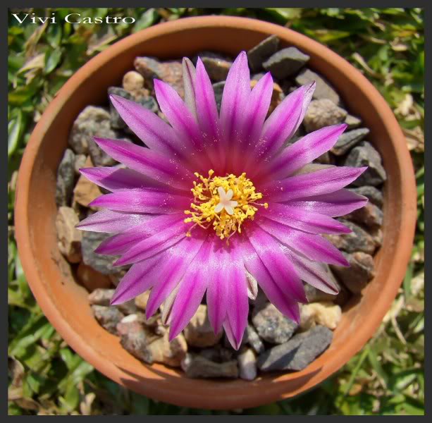Turbinicarpuspseudopectinatusrubriflorus9.jpg