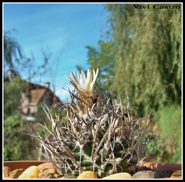Turbinicarpusschmiedickeanussspgracilis.jpg