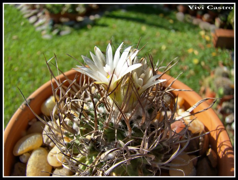 Turbinicarpusschmiedickeanussspgracilis-mayo2012.jpg