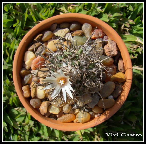 Turbinicarpusschmiedickeanussspgracilis2.jpg