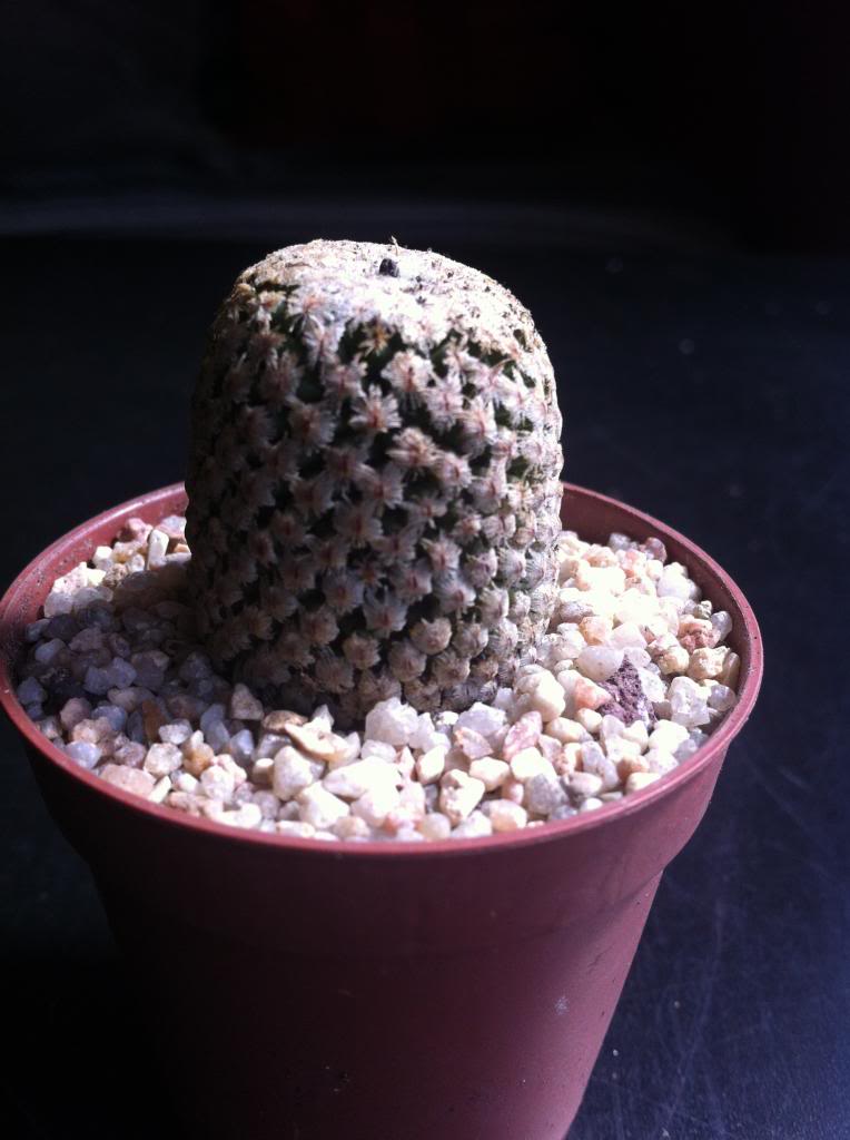 turbinicarpusvaldezianusalbiflora2_zps344b9faf.jpg