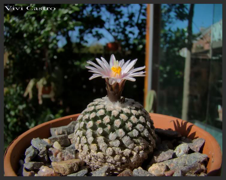 Turbinicarpusvaldezianusflorblanca2.jpg